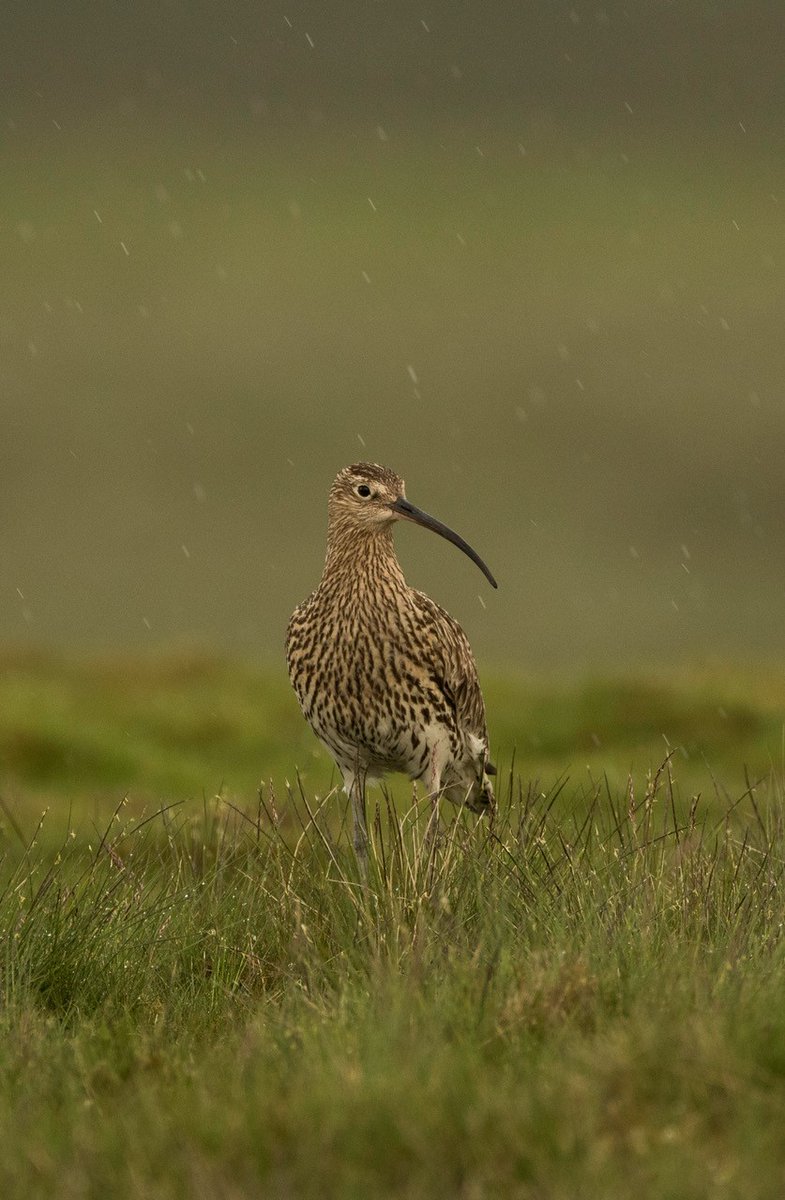 Celebrating the beautiful curlew - nesting successfully on 90 per cent of grouse moors #WorldCurlewDay #gamekeepers #ourmoors