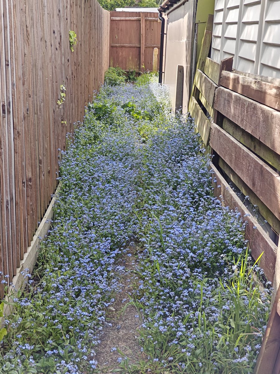 The alley around the house for moving the bins seems to have sprouted!