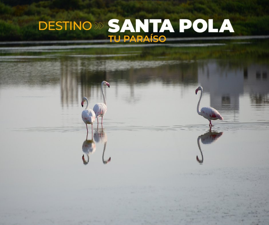 🦩 En el Parque Natural de las Salinas #SantaPola podéis ver flamencos, un ave que existe desde hace 10 millones de años y puede vivir hasta 50 años 🧐
bit.ly/ParqueNatural_…

#DestinoSantaPola #CostaBlanca #Actitudmediterránea