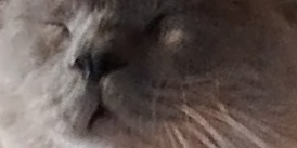 BudVZab's tweet photo. Happy laddie today
#DailyCloudTheCat #DailyCloud #Cat #CatsofTwitter #CatsOfTwitter https://t.co/1lWkNT6c8Q