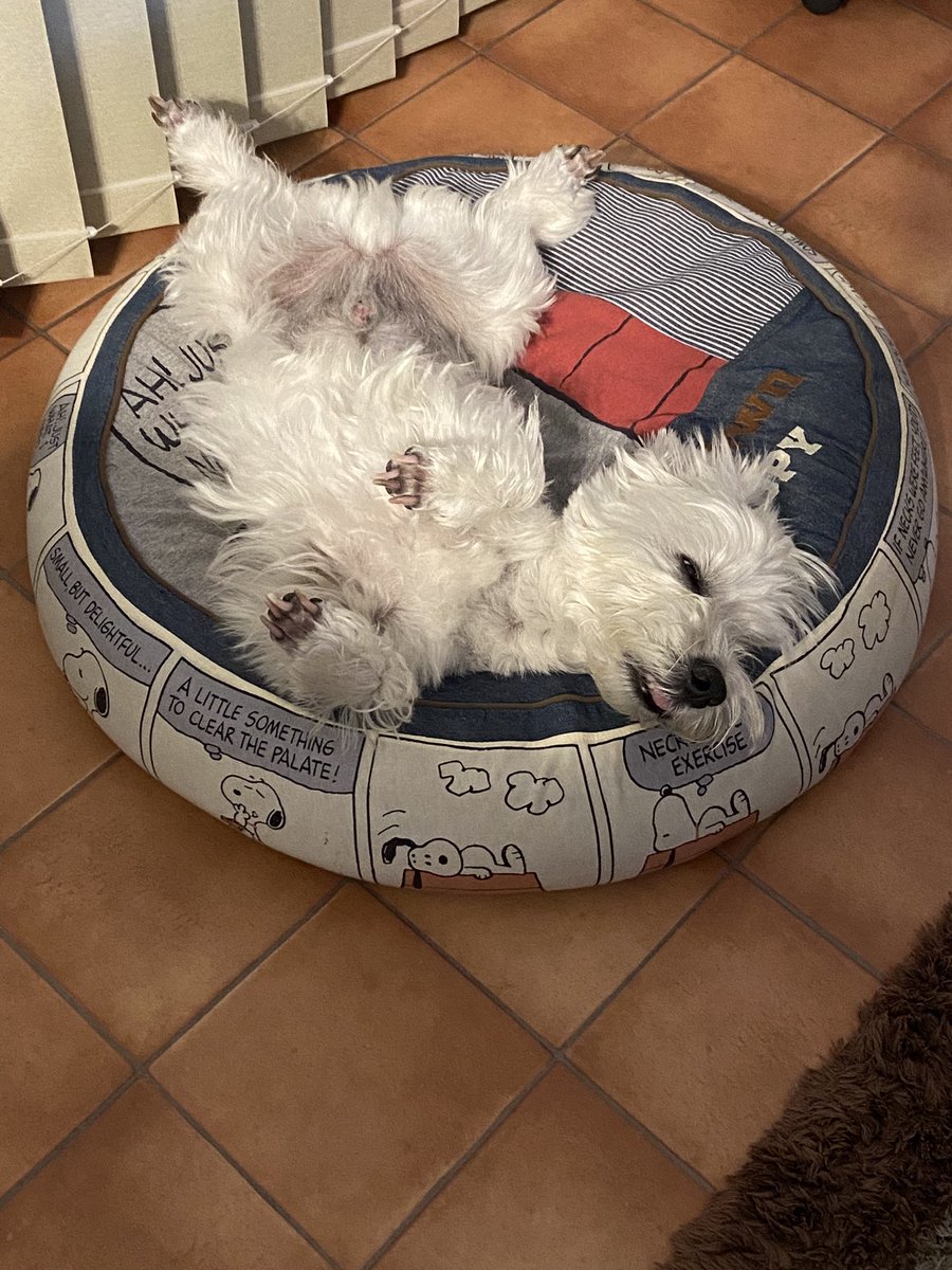 今日はハルペッツクリニック神戸で診察していただきました。ステロイドを止めて💊
アルブミン値が正常値になりました。😊🙌トップ良く頑張りました🐶
先生の献身的なケアに感謝の限りです🙏これからも、頑張ろうね🐶☺️
#ハルペッツクリニック神戸
#漢方