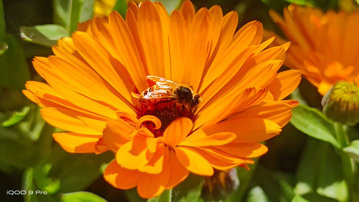 Bee-hold the beauty of nature! Great shot by Sahil Jadhav clicked on #iQOO9Pro. #iQOOCommunity