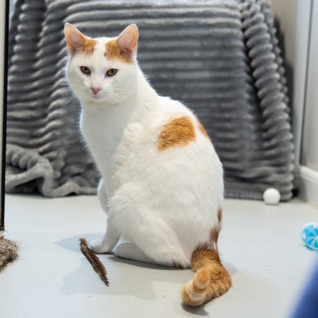 Meet Pat, a chatty boy who loves affectionate and will make a wonderful companion.👋 Pat has FIV and will need a fully cat-proof, enclosed garden or to live in a rural location. Find out more: bit.ly/3w1GiwO