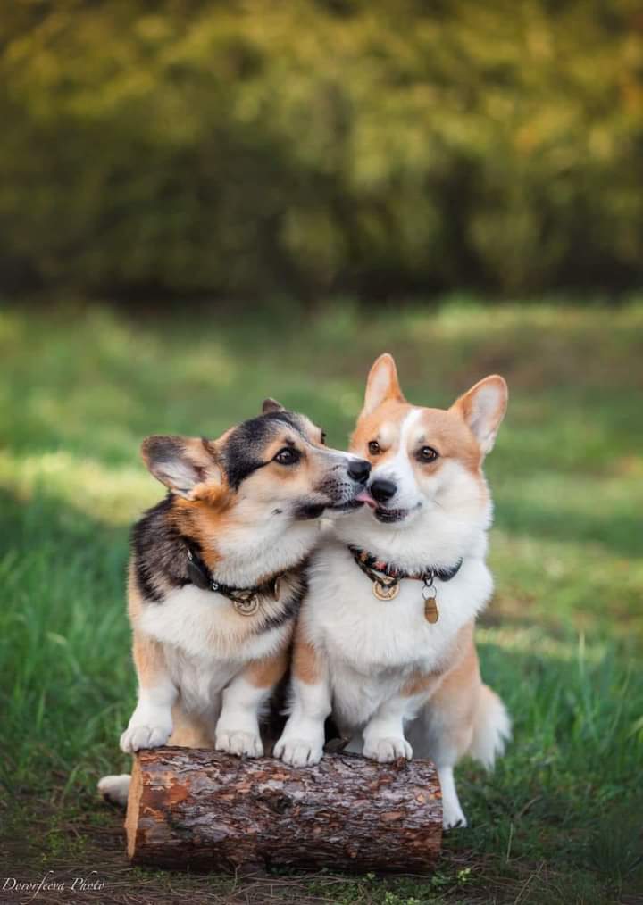 Rate this Cuteness 1-100 

#Corgi #Corgis #Corgilovers #Corgidog