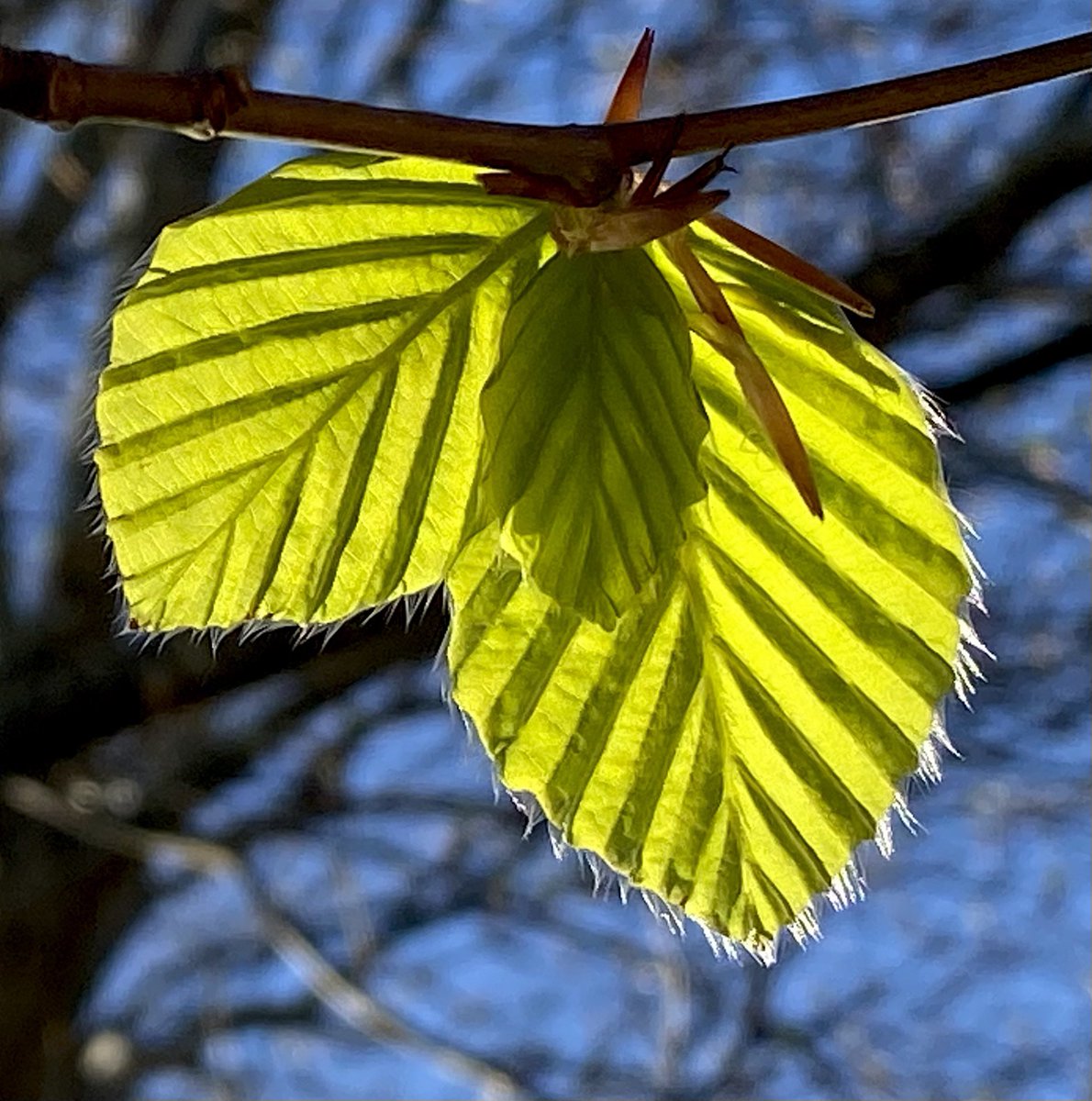 Nothing quite like the intense acid green of new beech leaves bathed in spring sunshine @BSBIbotany @wildflower_hour @WoodlandTrust