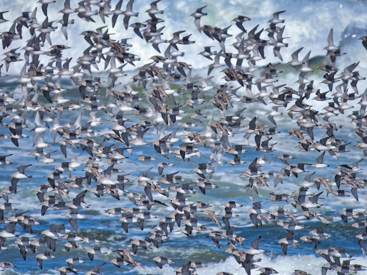 jim___frost's tweet photo. @SteelySeabirder Nesting gannets (Note the black irises on this pair), fulmar, a murmuration of knots and bar-tailed godwits. From the north east of Scotland this last week #SuperSeabirdSunday https://t.co/WUOdDFp7Ji