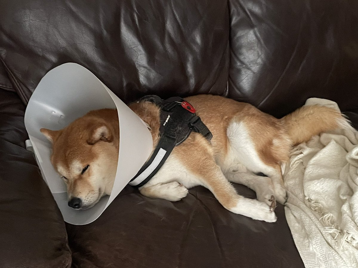 Thank you to all of who who have asked how Nori is after his op. The vets said he was a model patient and is healing well. He is not happy with his cone of shame though 🐕😂