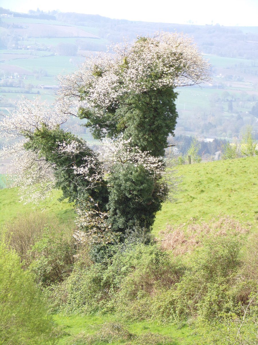 Yesterday we had glorious blue skies... today back to grey. This is a very elderly cherry on the hill... struggling on despite the ivy and brambles round the base. But the environment for so much nature is brilliant. Bon dimanche, all.