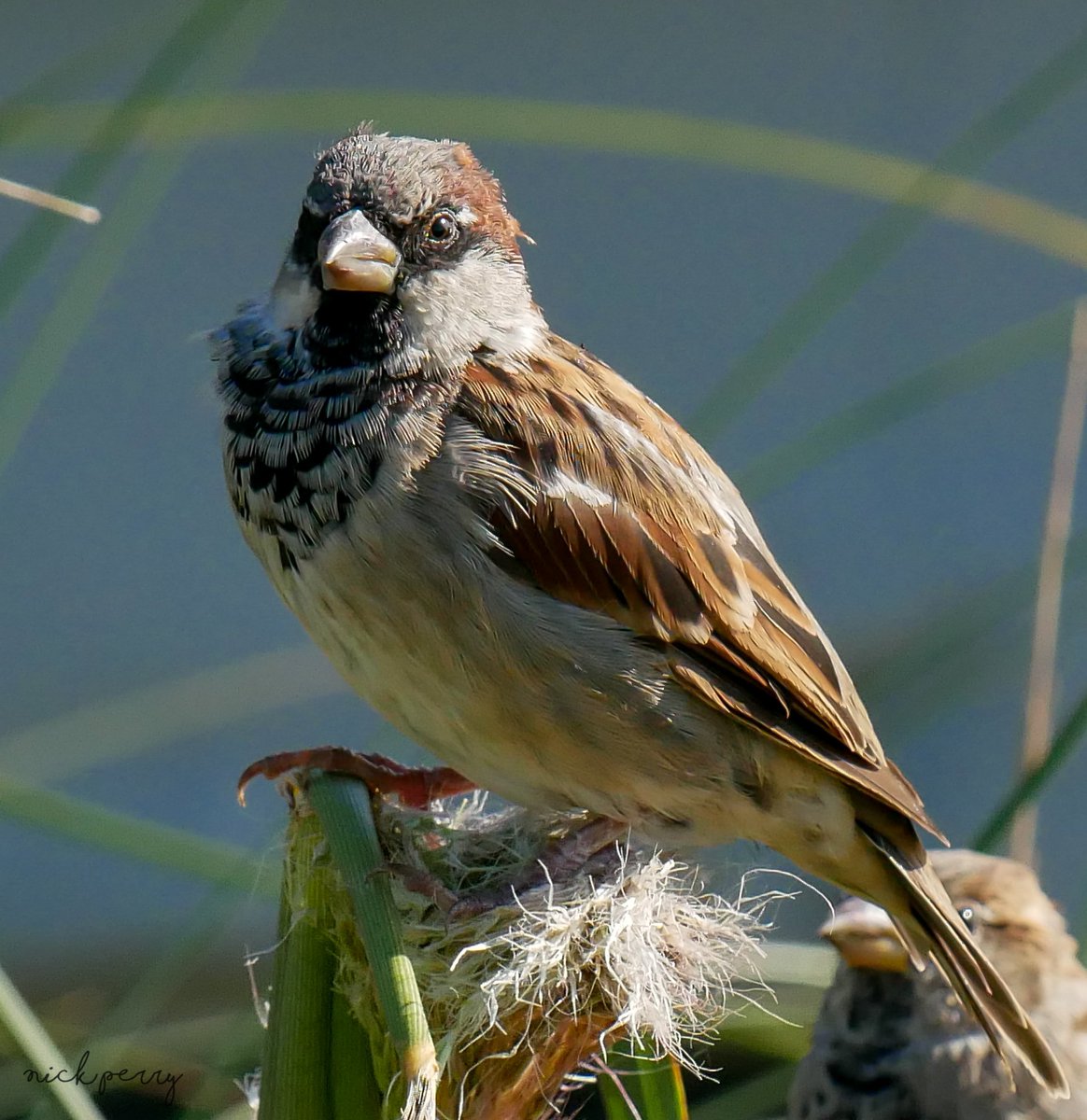 GM #TwitterNatureCommunity
No new sparrows for me this week
How about you? Post them 👇 
 For #SparrowSunday I'll repost 💯 after today's travels😁
#TwitterNaturePhotography 
#birdsoftwitter #birds
#birdphtography #NatureBeauty 
#NatureTherapy🏴󠁧󠁢󠁷󠁬󠁳󠁿