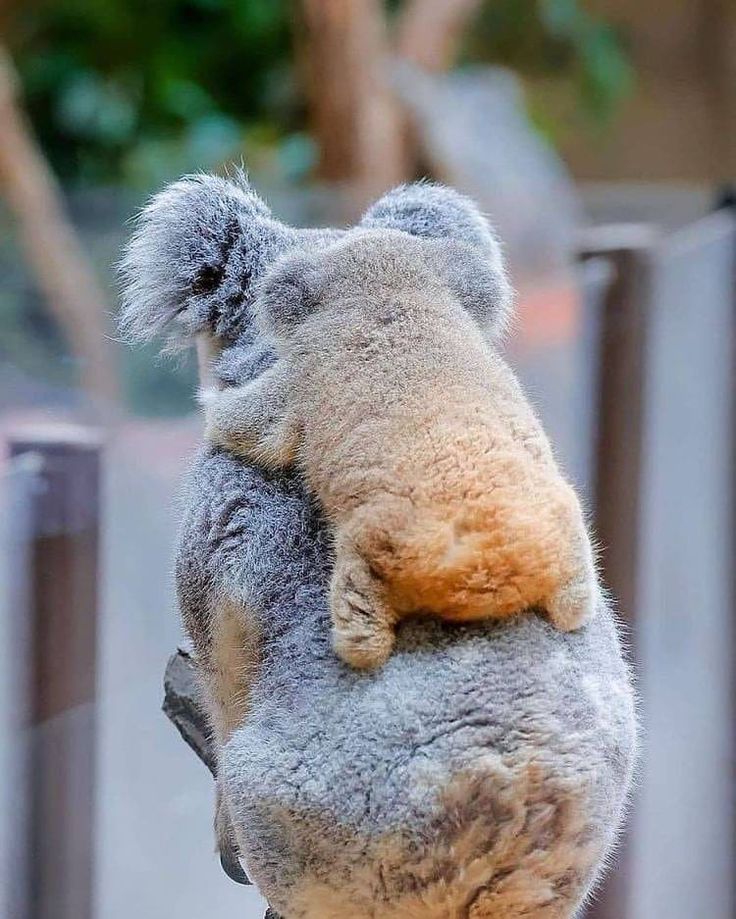 Baby Koala hitching a ride.🐨❤️‍🔥