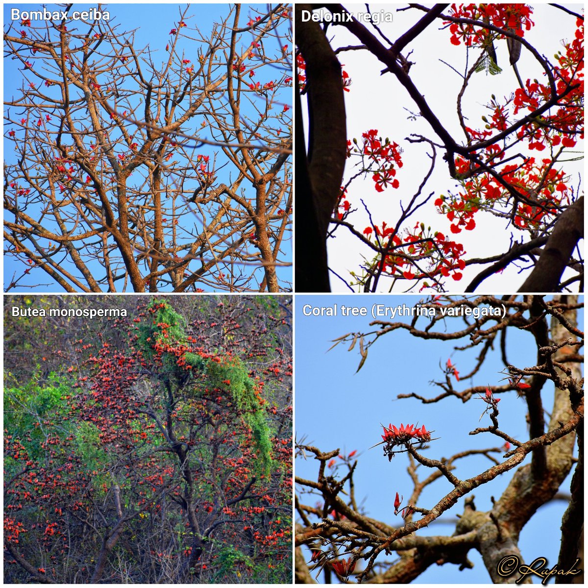 Colours in summer forests✨🌺

#Flameofforests #buteamonosperma #bombaxceiba #delonixregia #coraltree #erythrina #erythrinavariegata #flowers #flowertree #indianforests #forests #SummerVibes #Nallamala #AndhraPradesh #India #PlantaoFestival2024 #Plantdiversity #trees