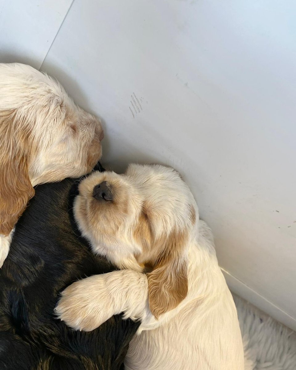 It's a little sibling snuggle for Tia and Tessa 🥰💤

This cocker spaniel family still has a fair bit of growing to do before they start their hearing dog training, but we're so excited to follow their journey 🐾