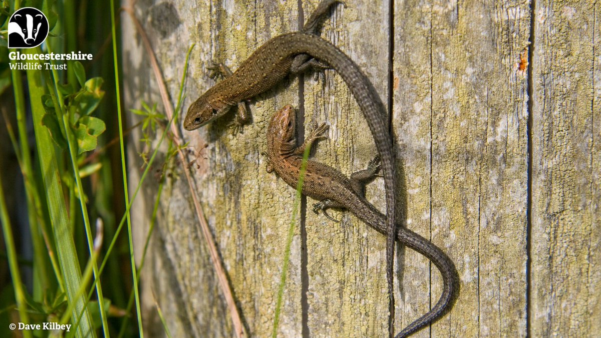 On sunny days, look out for common lizards basking in the sun in heathlands, grasslands and perhaps even your garden if you're lucky! The common lizard is the UK's most common and widespread reptile. Adults emerge from hibernation in spring, mating in April and May.