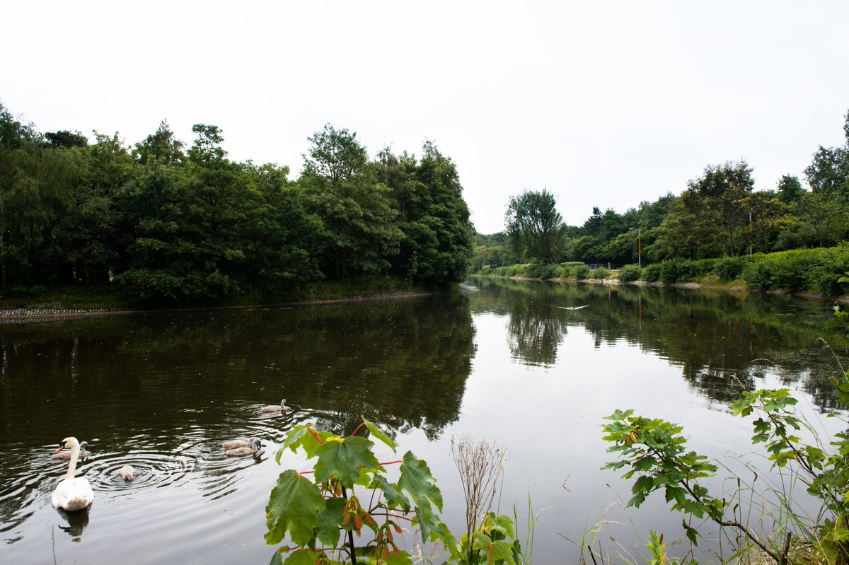 Join @ConnsGreenway for their Wildlife Wander today (Sun 21) 🌷Victoria Park 🦢1pm-3pm 🐦wheelchair accessible Let's hope for a dry afternoon😊