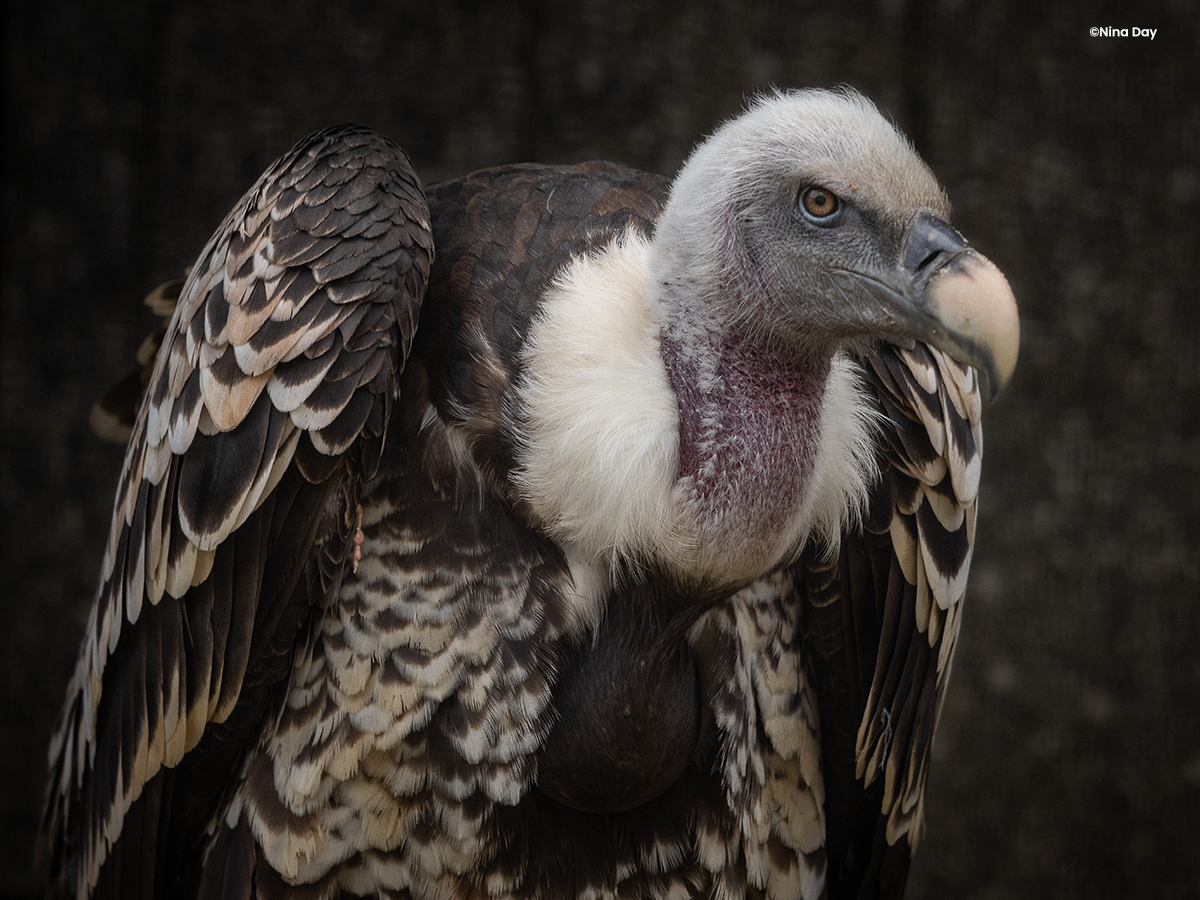 Critically Endangered vulture chick hatched! We are delighted to announce that Ruppell’s griffon vultures, Morticia and Jekyll, successfully hatched a chick on 2nd March 2024. Read full story here 👉 ow.ly/BQ4M50RjFME