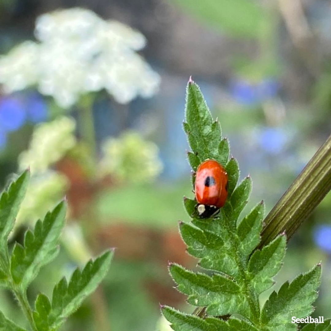 Two-spot ladybirds are declining 🐞 They feed on aphids and other garden pests like thrips. Growing flowers with umbels can attract ladybirds to your space. seedball.co.uk/product/cow-pa…