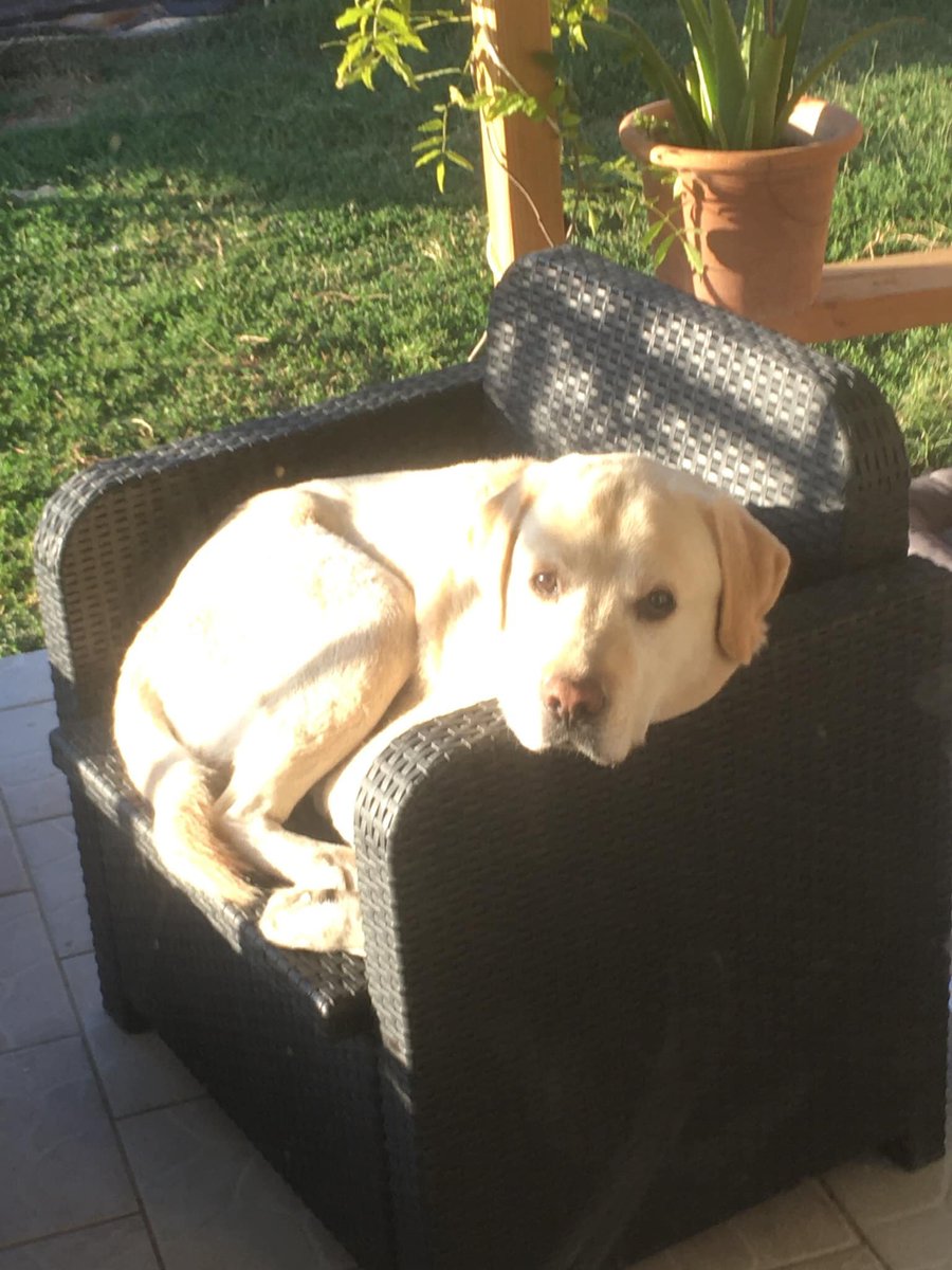 ANIMAUX PACA 04 05 06 13 83 84 20 perdu trouvé à placer Vincent del Guerra-Michon Bj à la recherche de mon chien Silver il était là hier soir il était attaché dans un jardin clôturé Contactez moi svp si vous le voyez