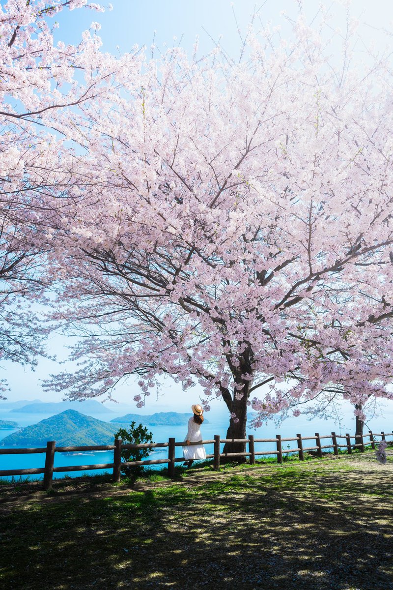 瀬戸内海と桜の絶景。