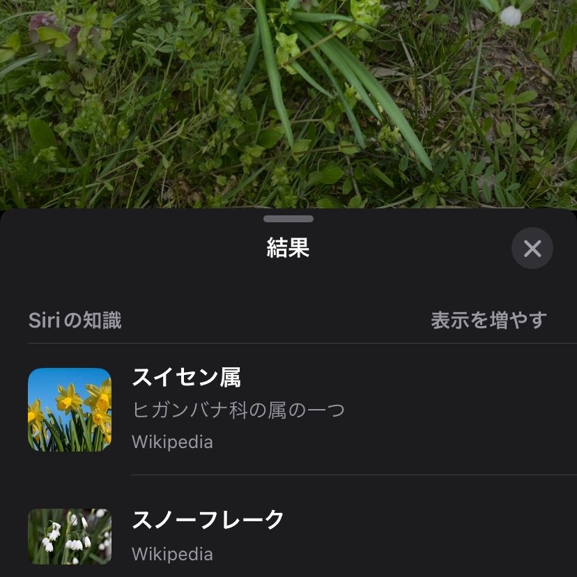 わぁおいしそうなニラ
（スズランスイセン）（毒）