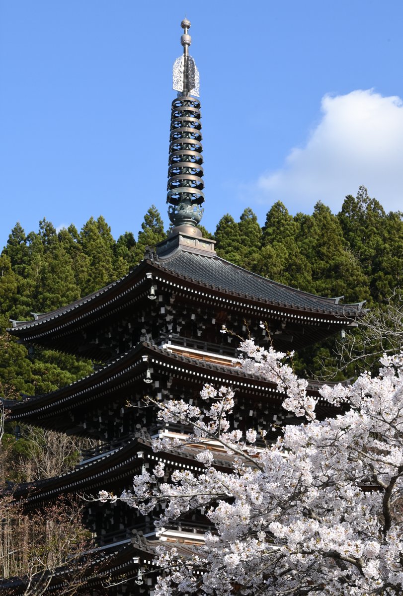 -Cherry blossoms and five-storied pagoda-
The scenery that we Japanese people love so much.

#photography 
#Japan
#Aomori