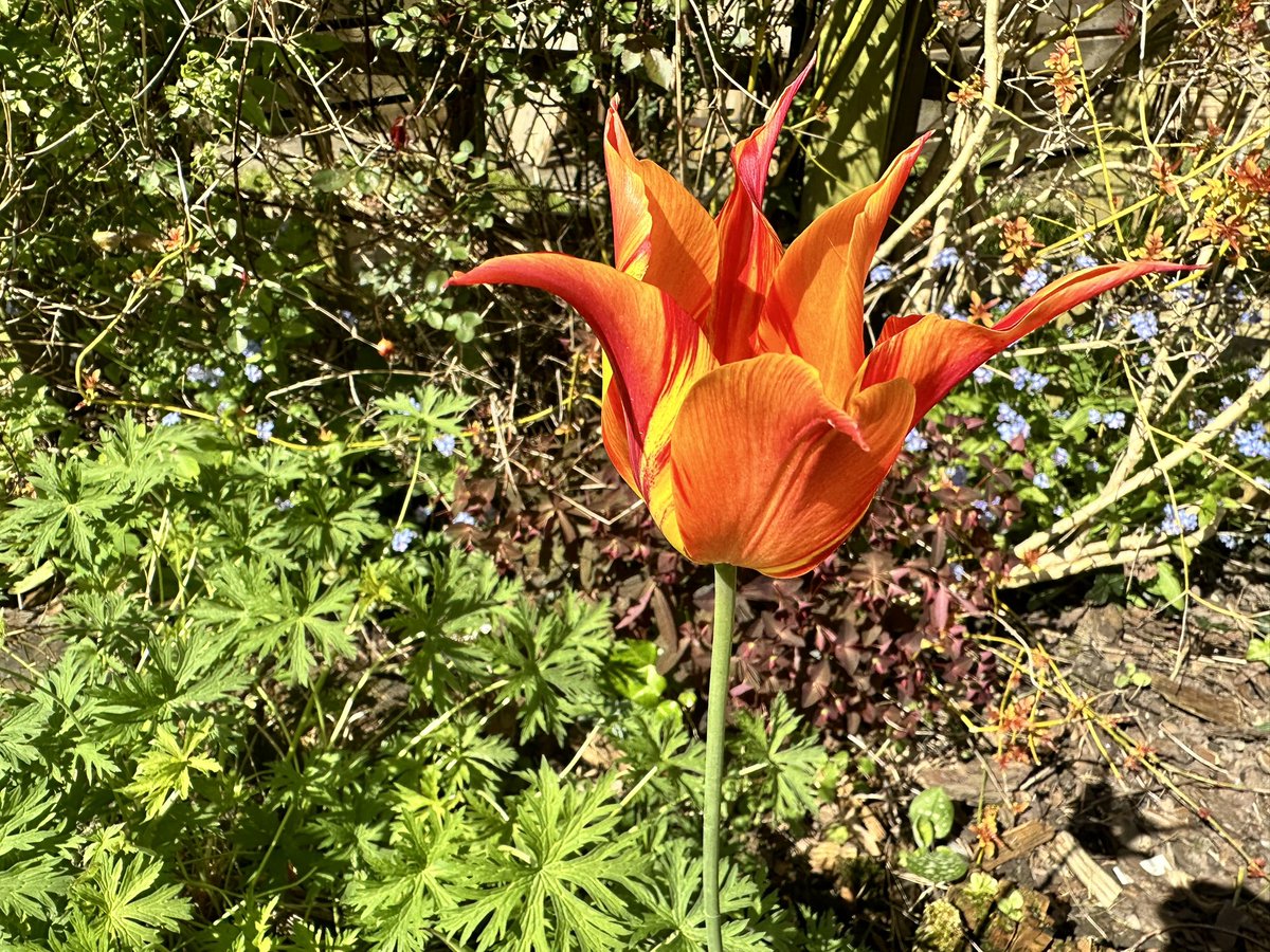 What a glorious day yesterday..beginning with Record Store Day at Spillers..then on to the opening of the Cardiff Plant Fair at Bute Park which was full of great plants…then a new garden..a much quieter day today..currently sat in my garden with a great pot of coffee..