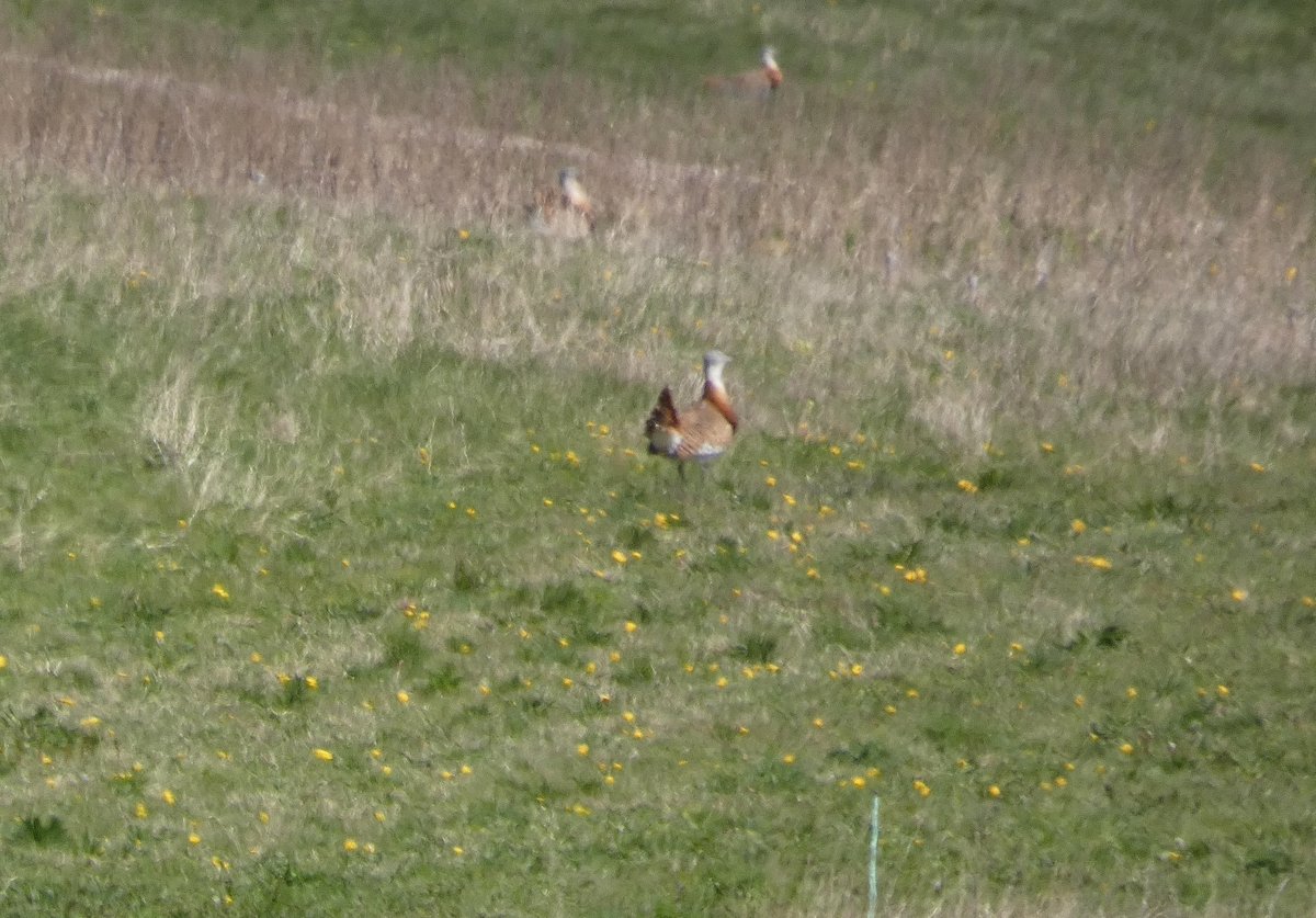 A day in Wiltshire with@plymptonbirder started at Winterbourne DownNR in a cold NW wind with views of 2 Stone Curlew pair, onto Salisbury Plain with distant but good scope views of Great Bustard,4 in one field,3 in another,10 flew over the car,total 17 birds,many Corn Bunting.