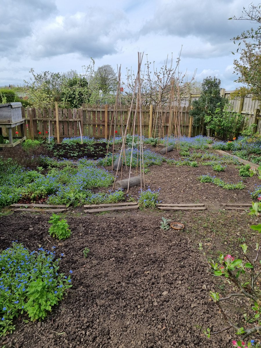 Loving the Forget-me-not patches on the veg patch right now 💙

I just wish it was warmer so I could do more outside. I did manage to get compost on the strawberry patch though, and one other section. Just 4 more sections to go 😂

#GardensHour #GardeningTwitter