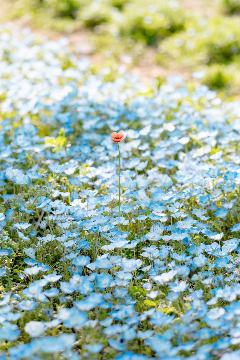 ネモフィラ畑に咲く一輪の花。