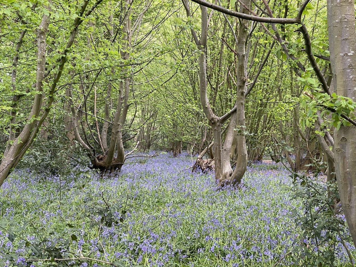 A wonderful bluebells forest near Chingford. #StormHour #ThePhotoHour