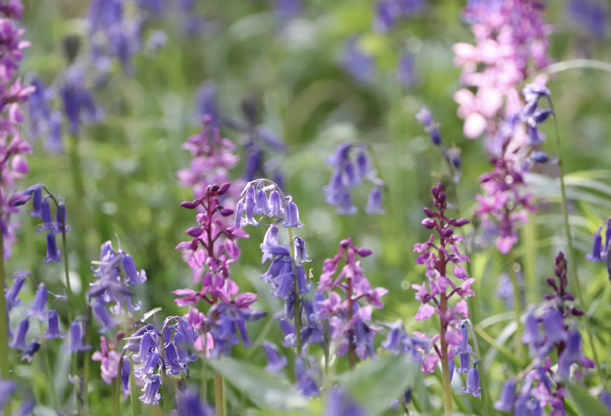 8irdz's tweet photo. Spring flowers https://t.co/R6zYcJ0PoD