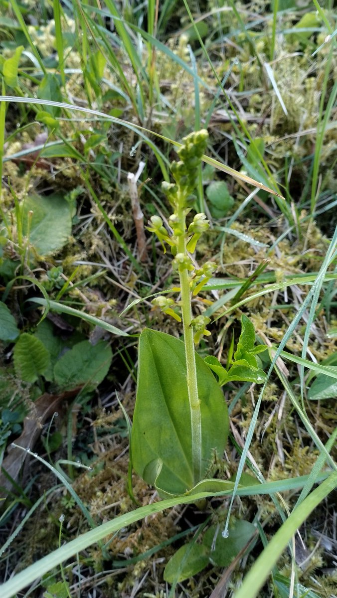 A voir plein de photos de #orchidées cette semaine, je suis allée faire un petit tour sur un coteau calcaire voisin.

Il y a là d'habitude une belle diversité et densité d'orchidées...

Bon on reviendra dans 15j hein ! 😅
 
(Ophrys bourdon/Homme pendu/Listere à feuilles ovales)