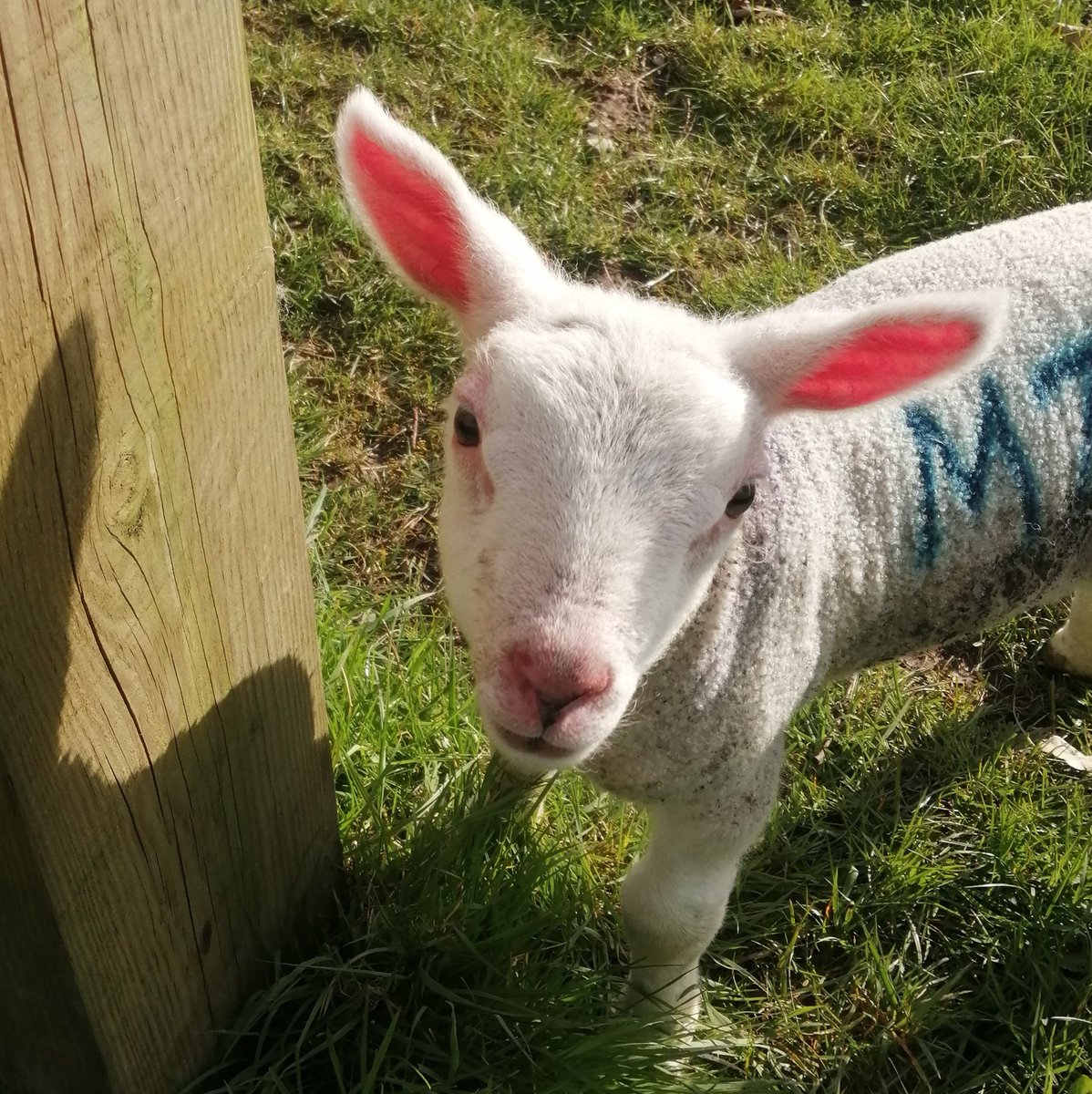 I'm all ears...

#sheep #sheep365 #farming #farminglife #shepherdess #farmingneverstops #lambingseason #lambing #lambing2024