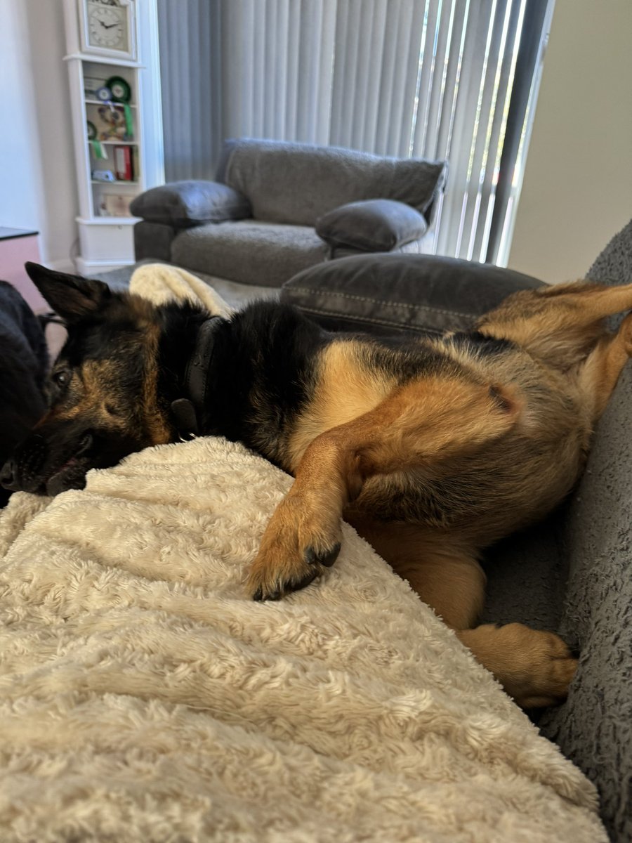 We are watching the London Marathon , with my paws up ! good luck to everyone taking part raising money for wonderful charities 💙🐾