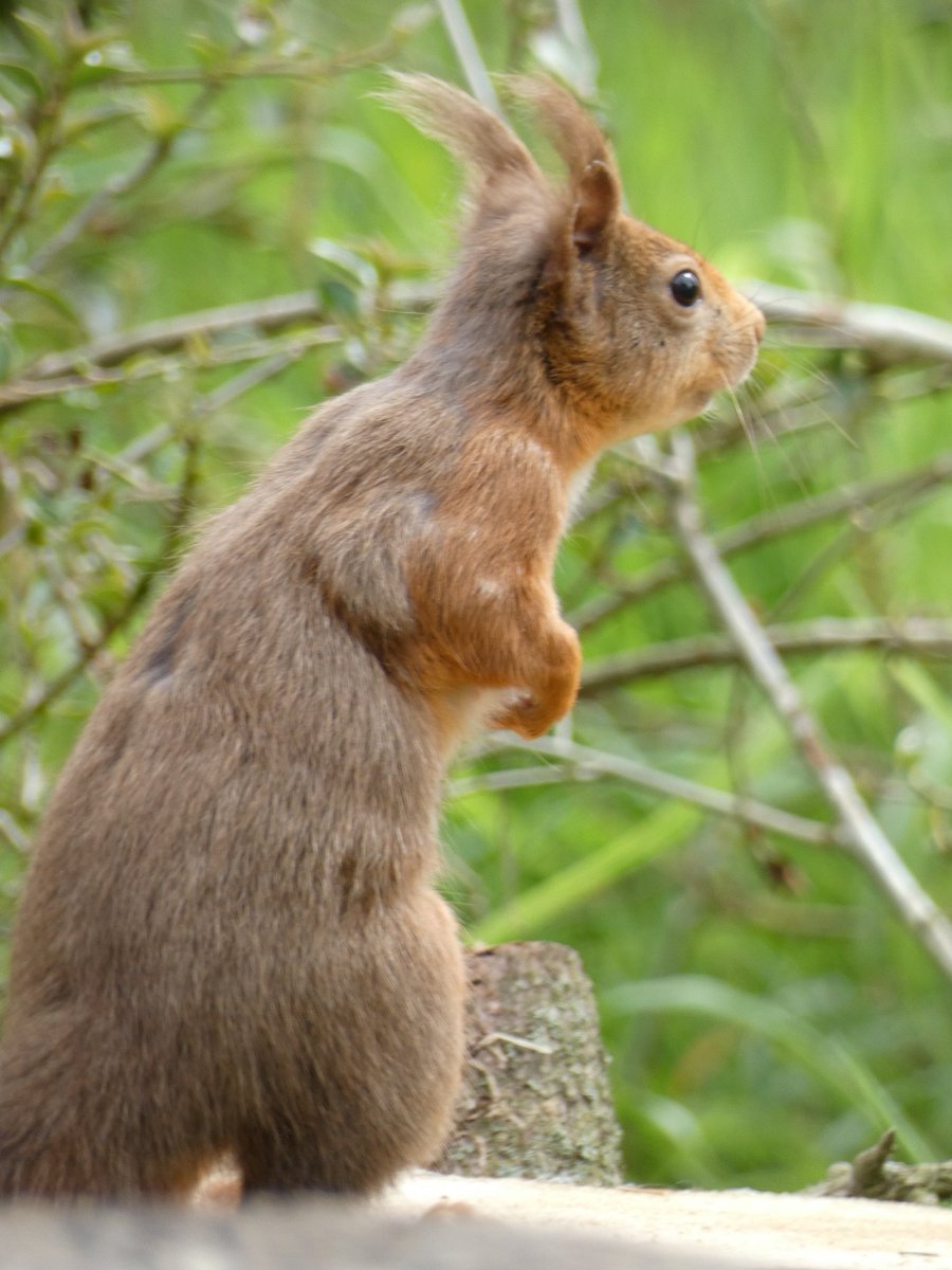 Watching red squirrels yesterday was time well spent I'd say. Beautiful creatures ❤️
#redsquirrel #Fife @NatureScot @VisitScotland