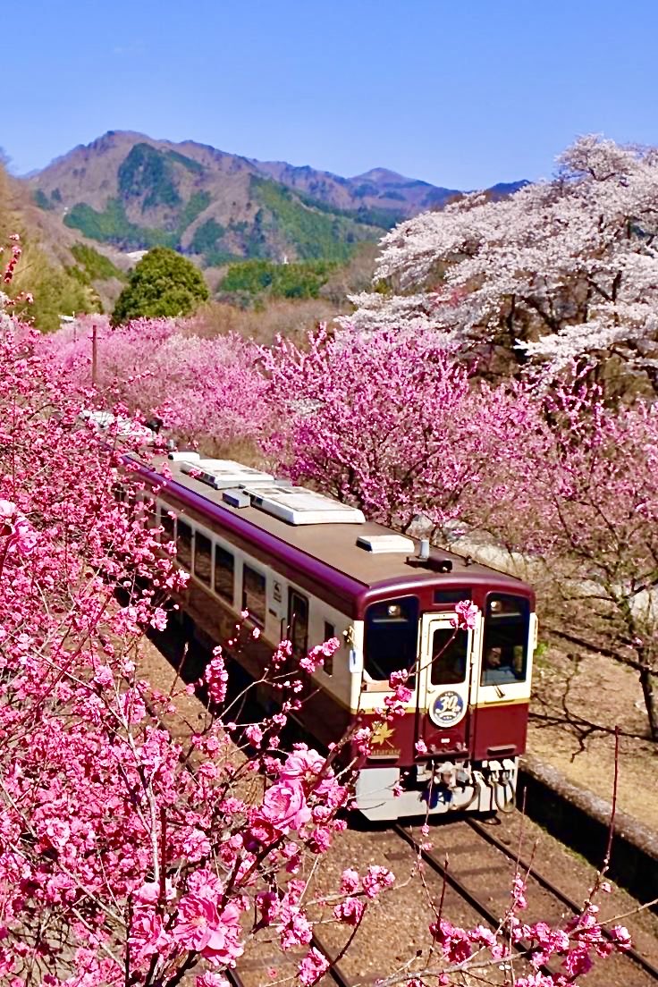 A train through the Cherry blossoms in Japan 🇯🇵