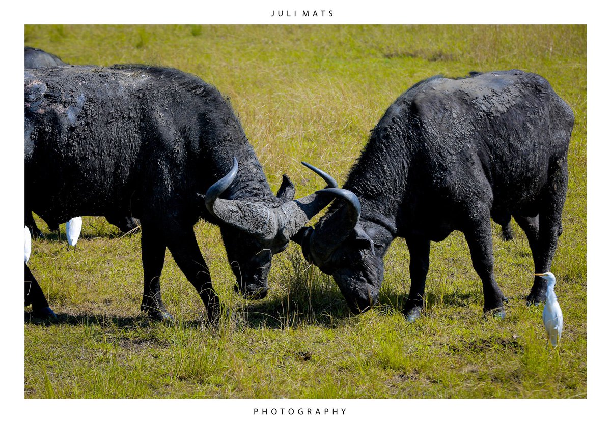 How about quoting 🍀
@ExploreUganda @MTWAUganda 
#wildlife #VisitUganda