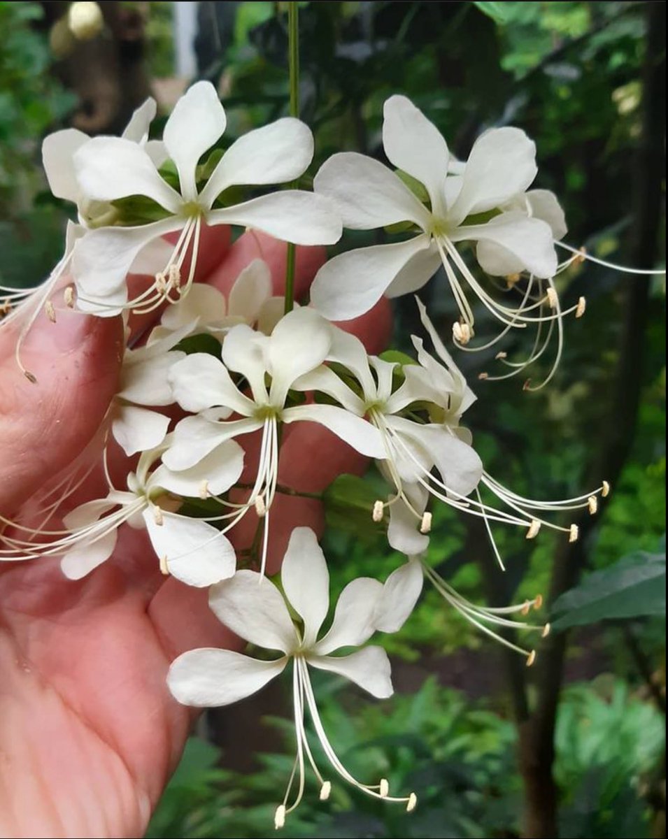 제가 또 해외의 예쁜 꽃나무를 발견했는데요. clerodendrum wallichii 라고 합니다. 킁.... 너모 예뻐....