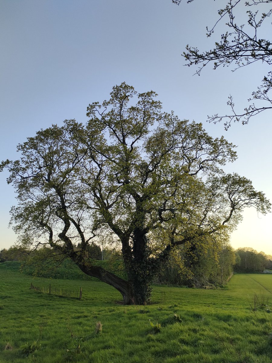 A sprawling Oak 🌳 watching the sun going down over the hills yesterday evening.

In old Ireland ☘️ the Oak (Daur/Dair in the Ogham alphabet) was a Noble of the forest under the Brehon Laws, being prized for its acorns (food for people & livestock) as well as a bountiful supply