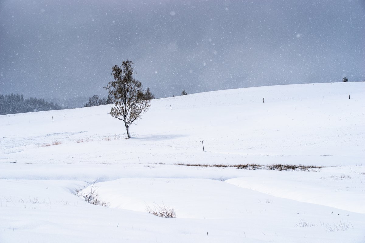 Ja, ich weiß, eure Timeline ist voll mit #Schnee-Fotos, und jetzt muss es auch mal gut sein. Aber die hier muss ich euch trotzdem noch zeigen. Breitnau, heute.
