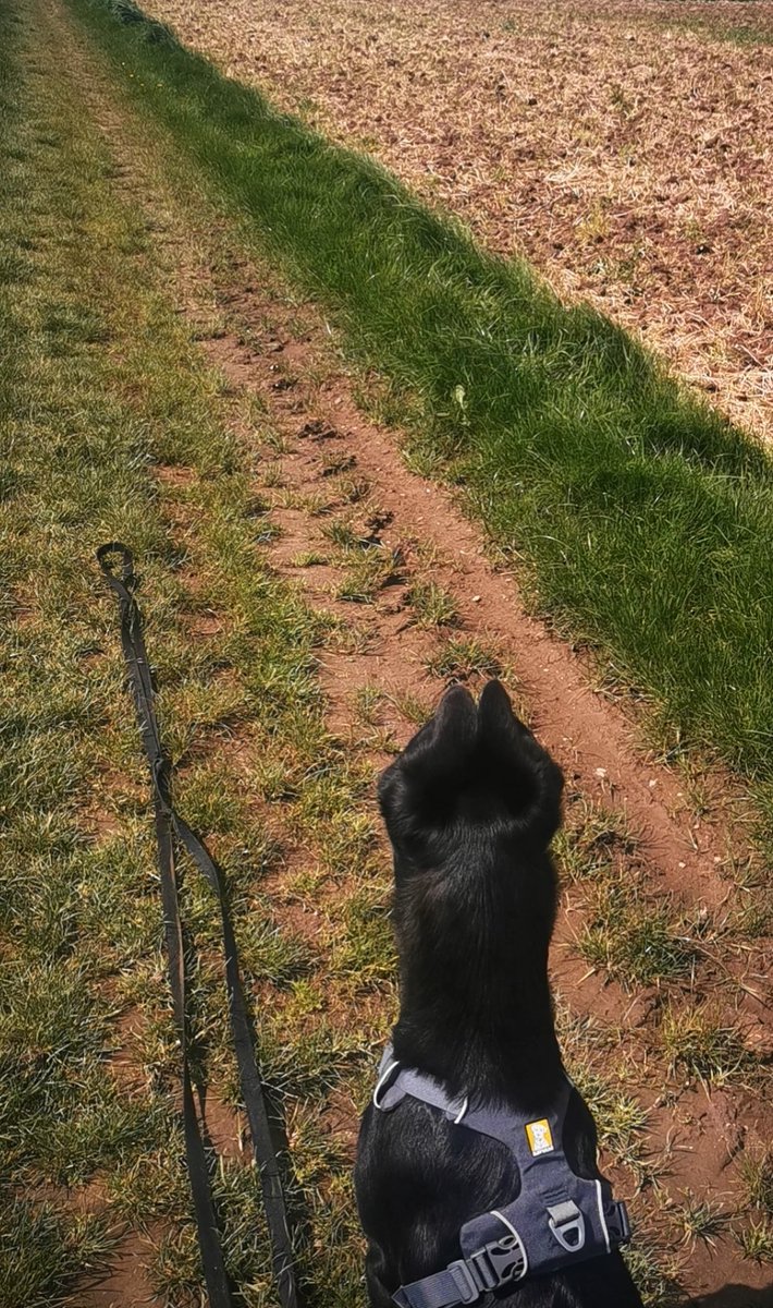 schnobbit's tweet photo. Hilde trägt heute im Outback ihre Ohren windmühlig und papstmützig https://t.co/cpQDaHAn0z