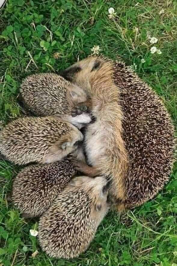 ❃❃❃ 𝑺𝑶 𝑪𝑼𝑻𝑬 💗🦔🥰 #nature #wildlifephotography #wildlife