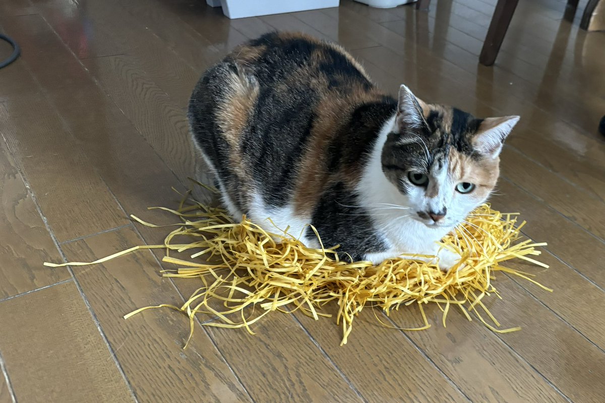 【ねこの巣】
自分の巣でくつろぎ中🪹
#ねこ #猫のいる暮らし 
#猫好き