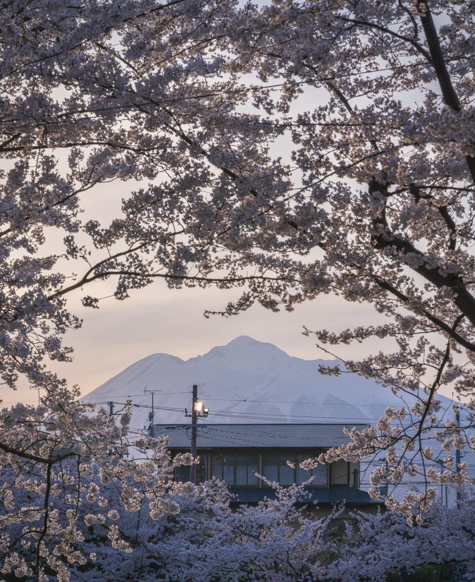 弘前城から見る岩城山と桜。青森の短い春