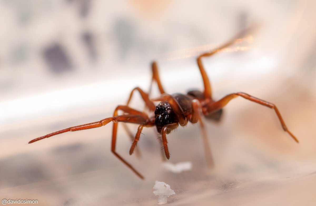 My latest spider-find has been tentatively identified as 'Centsymplia glorious'. If correct, that would make its range 'The slopes north of Brisbane, and David's bathtub which is 700km south of there'.