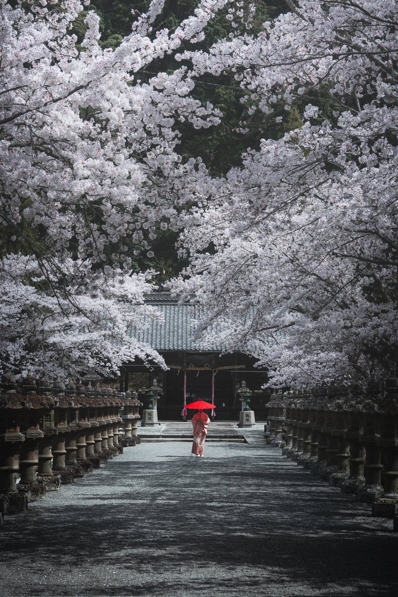 兵庫の桜、どの場所も格好良い。来年は是非行ってみるべきだ。