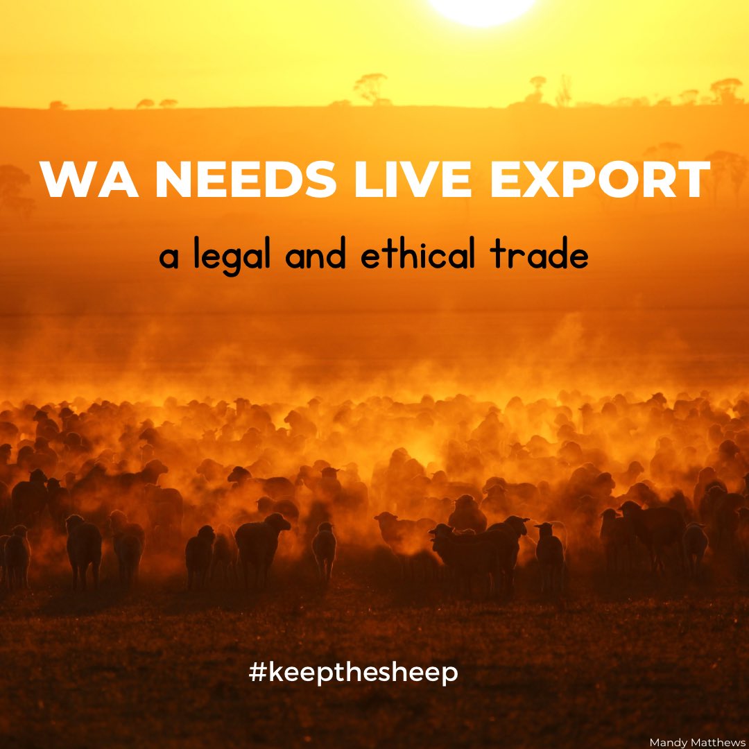 The live sheep trade is an important market for WA sheep farmers and today’s live export industry is one to be proud of. Show your support to WA farmers & send the message that we want to #keepthesheep For Info on live export check 👩‍💻@livestock_the @AustLiveExports @AusLiveCorp