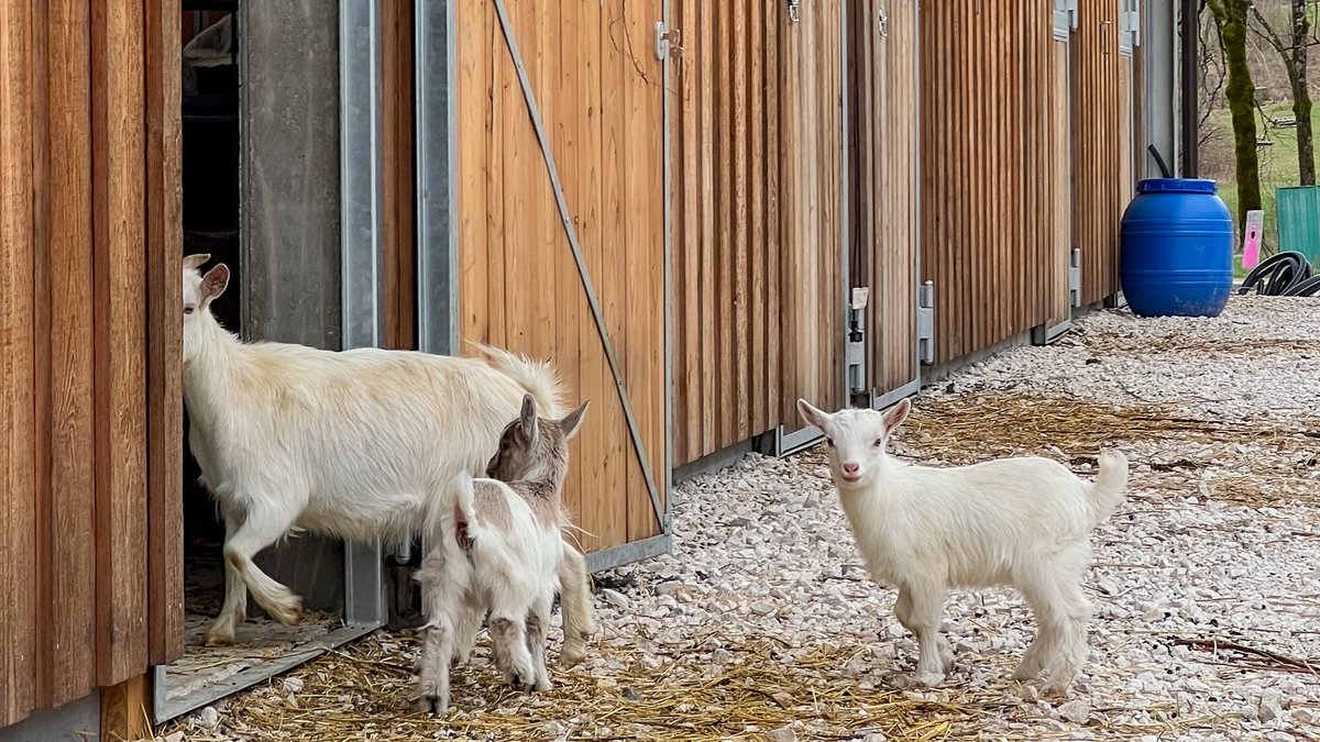 VisitFVG's tweet photo. Immerso tra le montagne del Monte Zoncolan, #Sutrio ti aspetta per scoprire le tradizioni locali in una passeggiata guidata attraverso boschi rigogliosi e stradine lastricate. Tanti animali ti conquisteranno con la loro dolcezza! https://t.co/lIGAWNExSv
#visitfvg #iosonofvg https://t.co/p40uJRW8jc