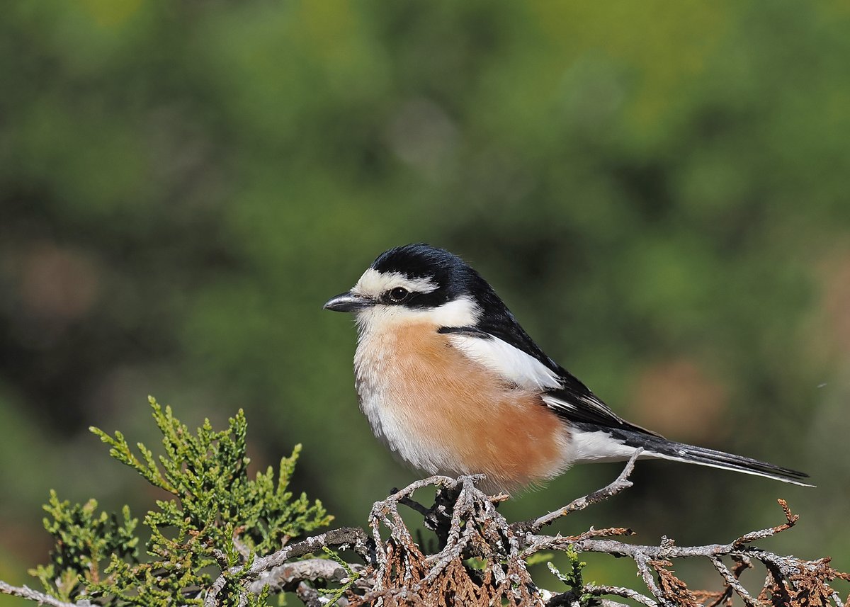 Gary Howard tweet media