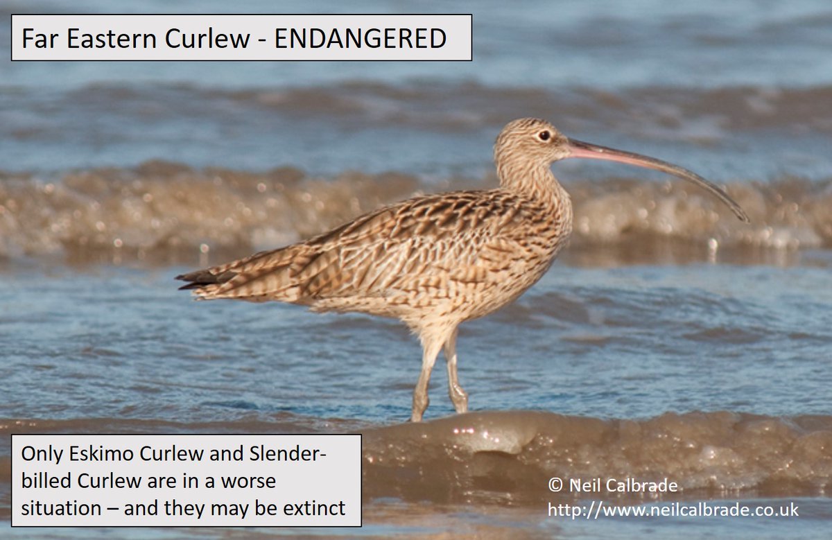 #WorldCurlewDay is well over 24 hours long, starting with Far Eastern #Curlew in Australia/Asia/Russia and ending with Long-billed Curlew in North America, with Bristle-thighed crossing the date-line. Why are our curlews in trouble? wadertales.wordpress.com/2017/03/01/why… #ornithology
