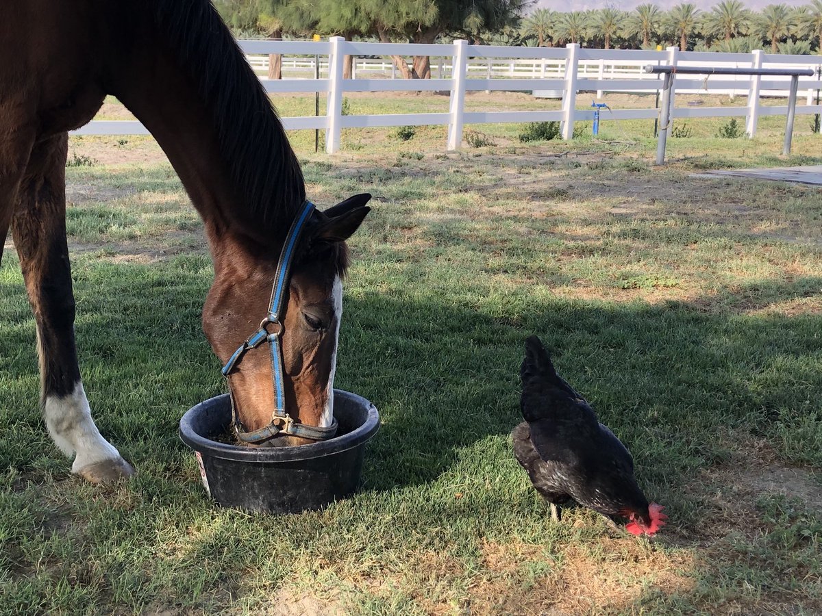 @GloriousAllianc The 1st pic is Smoothie's adoption day & the start of a new adventure with Glory, K & J! He had many friends & enjoyed grazing with Surfer & Nileist. While with Nileist, he taught him grazing manners. And  Suki! 2 best pals sharing breakfast💕💕 #SmoothieSunday